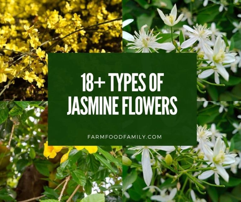 18 Different Types of Jasmine Flowers A Comprehensive Guide (Photos)