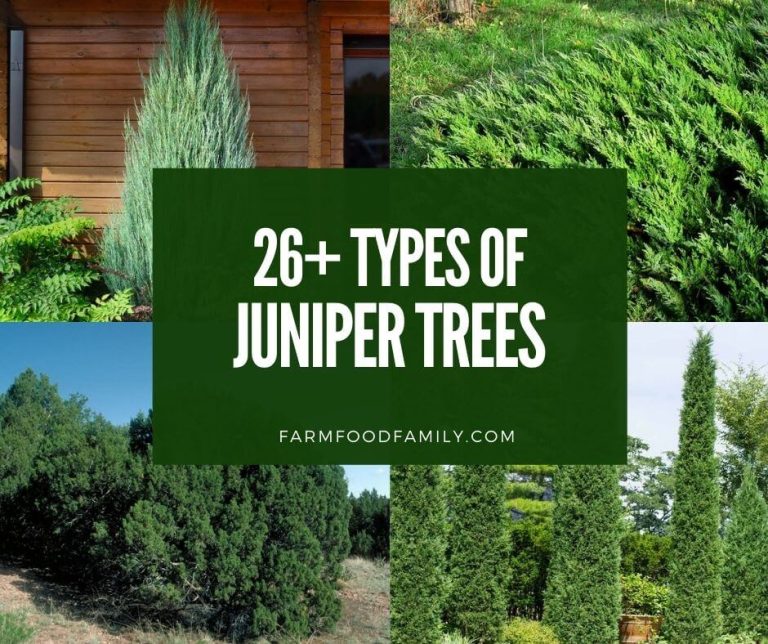 26 Juniper Trees and Shrubs Types, Identification, Leaves, and Care