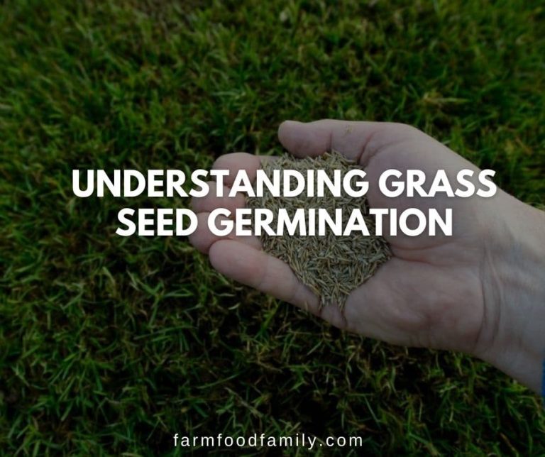 What Is Grass Seed? Understanding Grass Seed Germination