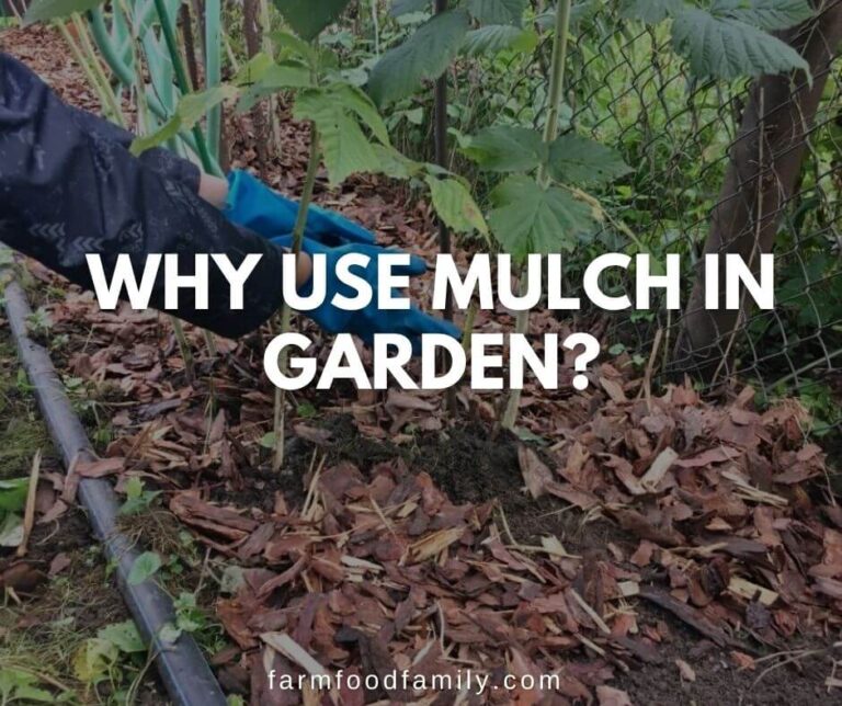 What Is Mulch and Why Use Mulch In Garden?