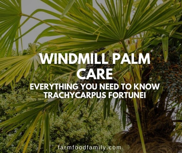 Windmill Palm Tree Care: How To Grow Trachycarpus fortunei