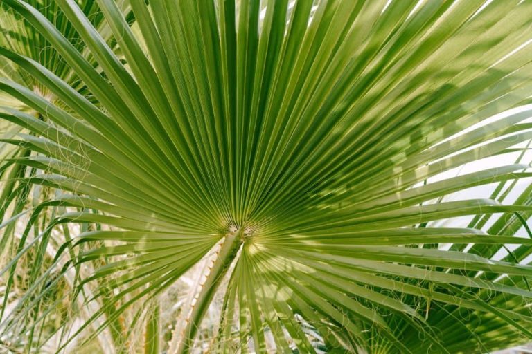 14 Types of Palm Trees in Texas A Guide to the Most Popular Species
