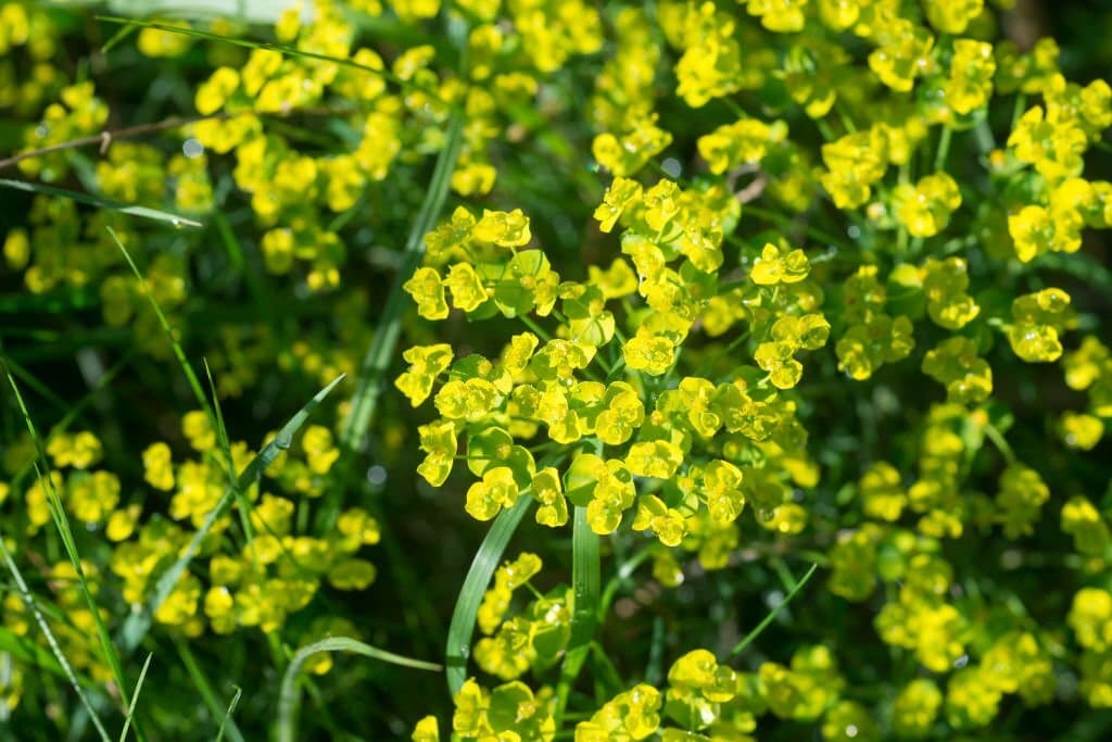 29 Weeds with Yellow Flowers: Identification and Removal Tips