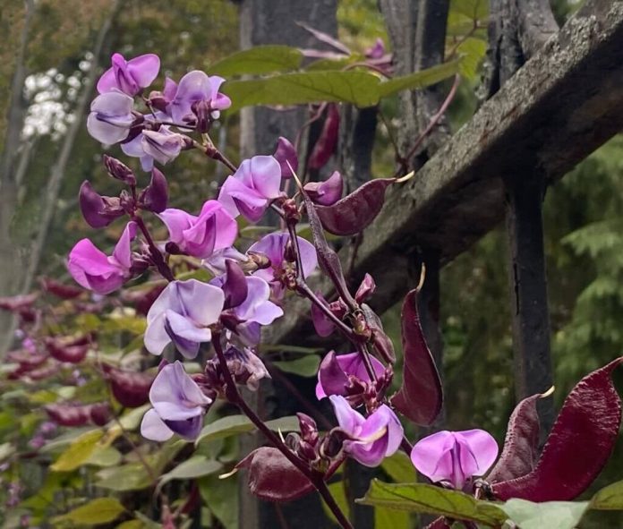 21 Types Of Vines With Beautiful Purple Flowers (With Pictures)