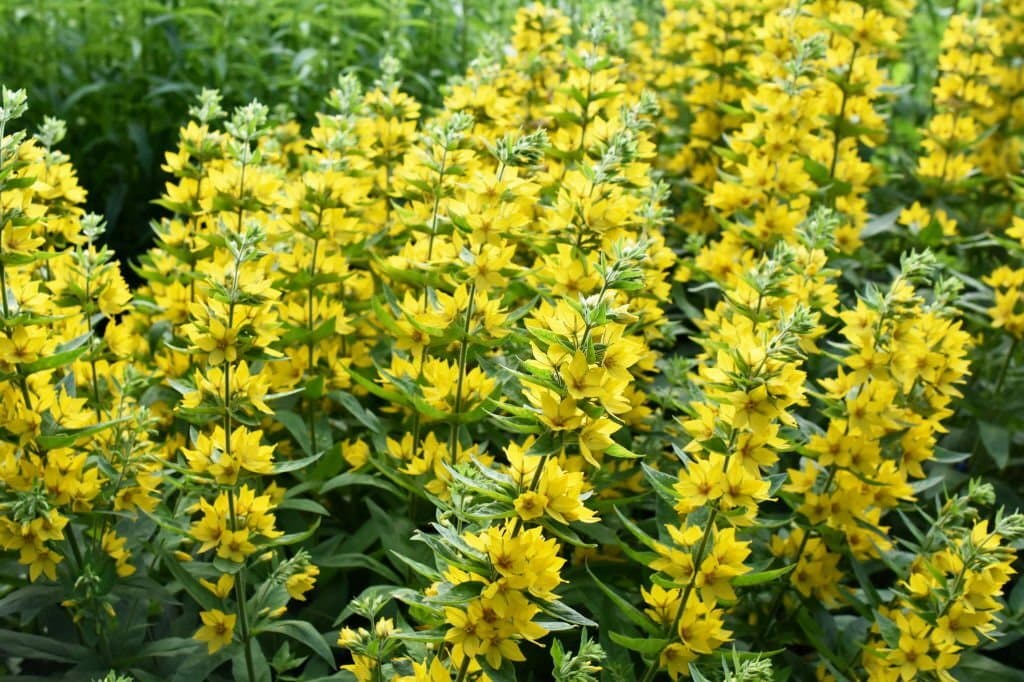29 Weeds with Yellow Flowers: Identification and Removal Tips