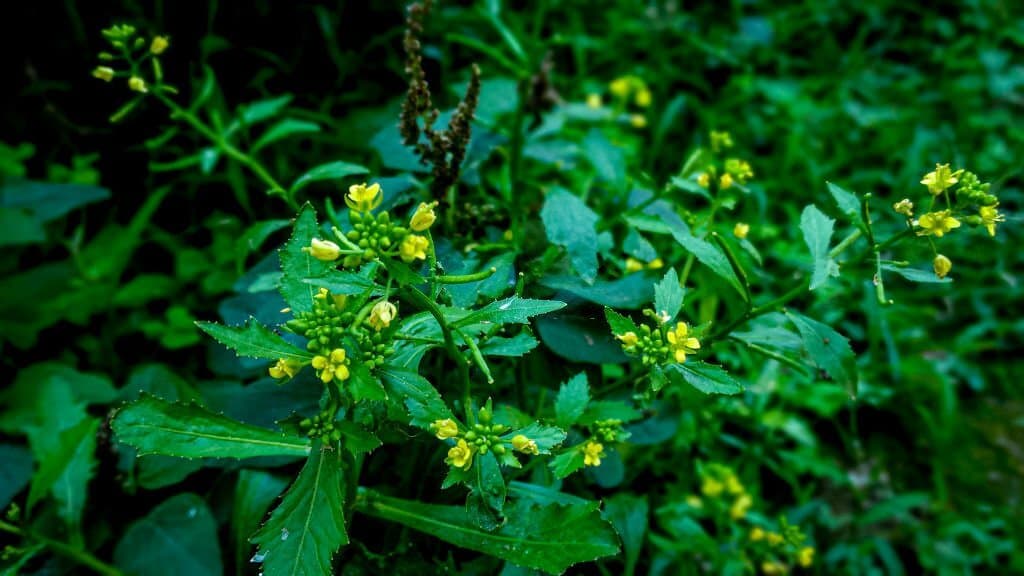 29 Weeds with Yellow Flowers: Identification and Removal Tips
