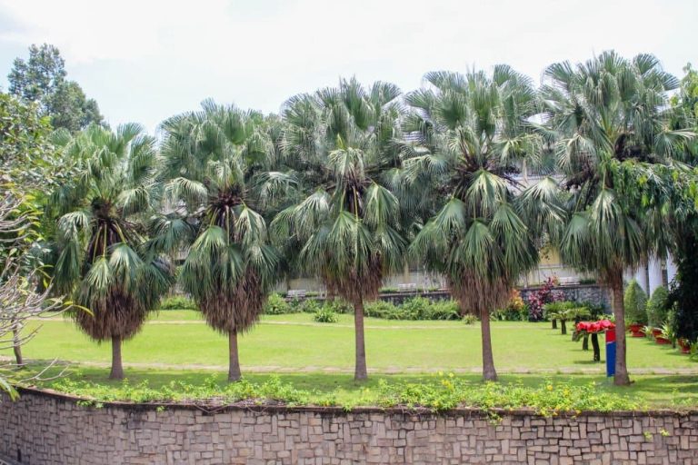 14 Types of Palm Trees in Texas A Guide to the Most Popular Species