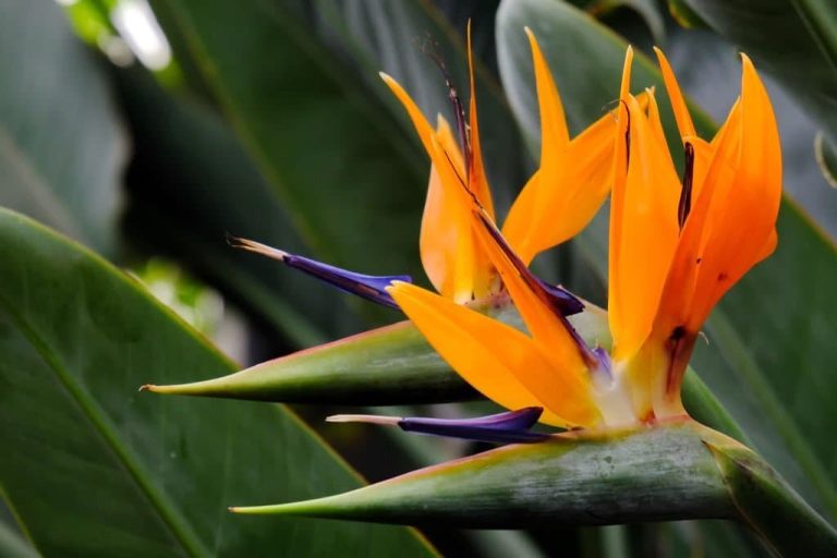 14 Beautiful Flowers That Look Like Birds (With Pictures)
