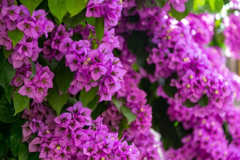 21 Types Of Vines With Beautiful Purple Flowers (With Pictures)