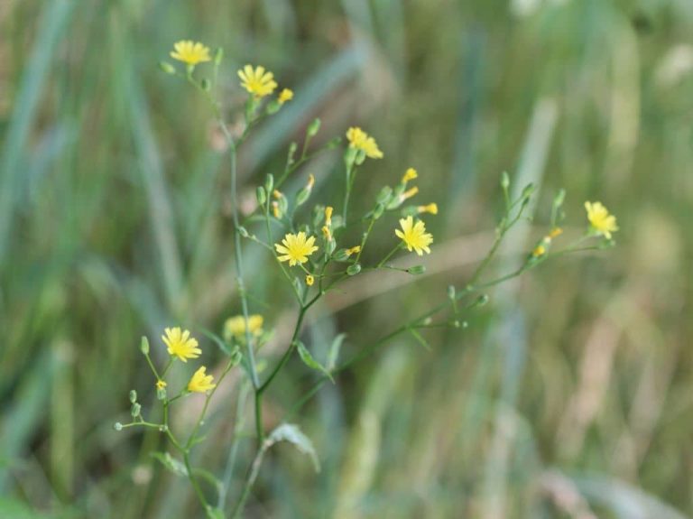 5 Weeds that Look Like Dandelions How to Identify and Remove Them