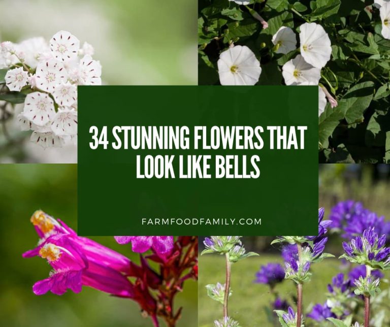 BellShaped Flowers 34 Stunning Flowers That Look Like Bells (Photos)