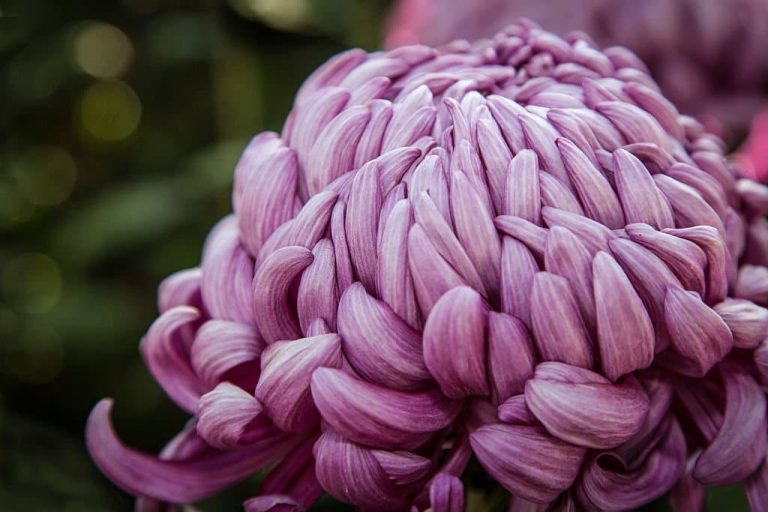 20 Types of Chrysanthemum Flowers Plant Care & Growing Guide