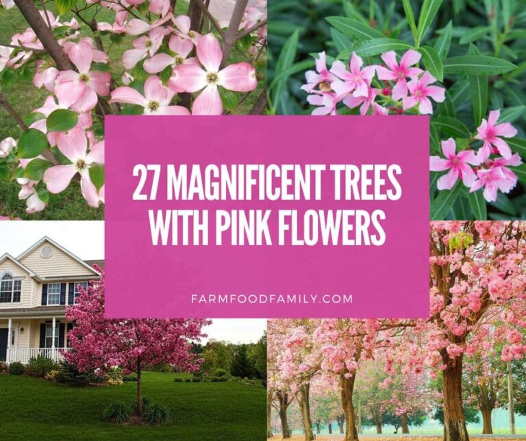 27 Magnificent Trees with Pink Flowers Blooming All Around (With Photos)