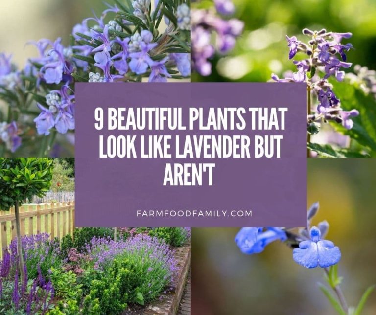 9 Beautiful Plants That Look Like Lavender But Aren't (With Pictures)