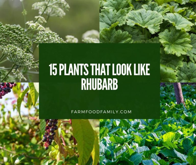 15 Plants That Look Like Rhubarb A Guide to Identifying Garden Gems