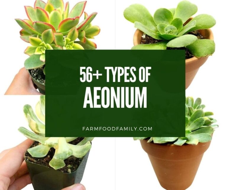 58+ Best Aeonium Varieties: Growing and Care Guide (With Pictures)