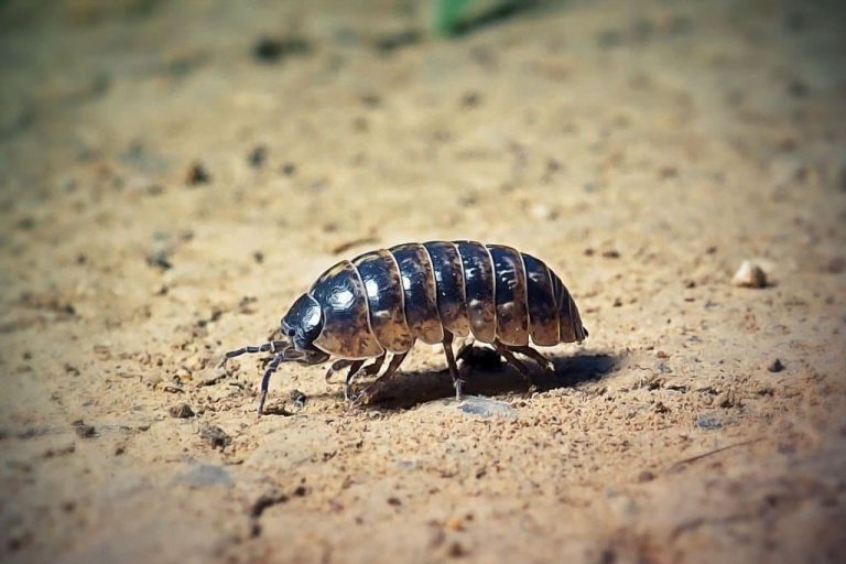 13 Bugs That Look Like Centipedes How to Identify and Get Rid of Them