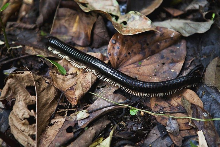 13 Bugs That Look Like Centipedes How to Identify and Get Rid of Them