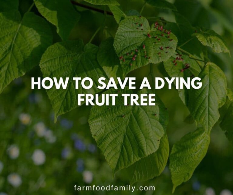 How To Save A Dying Fruit Tree