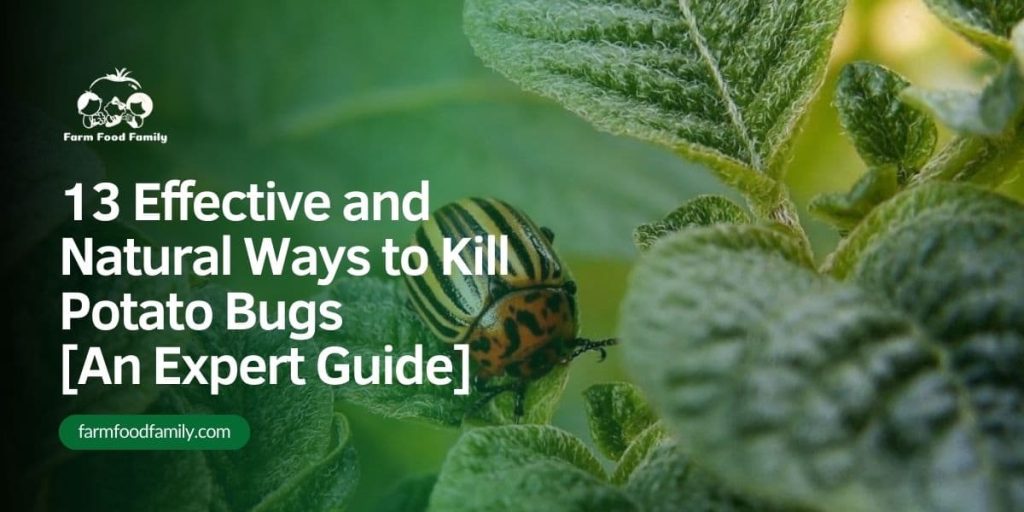 13 Effective and Natural Ways to Kill Potato Bugs [An Expert Guide]