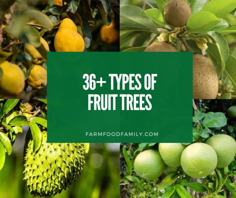 36 Different Types of Fruit Trees to Plant in Your Yard (With Pictures)