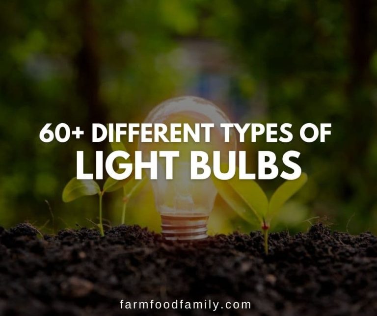 60+ Different Types of Light Bulbs Explained (Bases, Shapes, and Sizes)