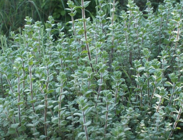 10 Different Types of Oregano Plants Their Uses and Benefits (Pictures)