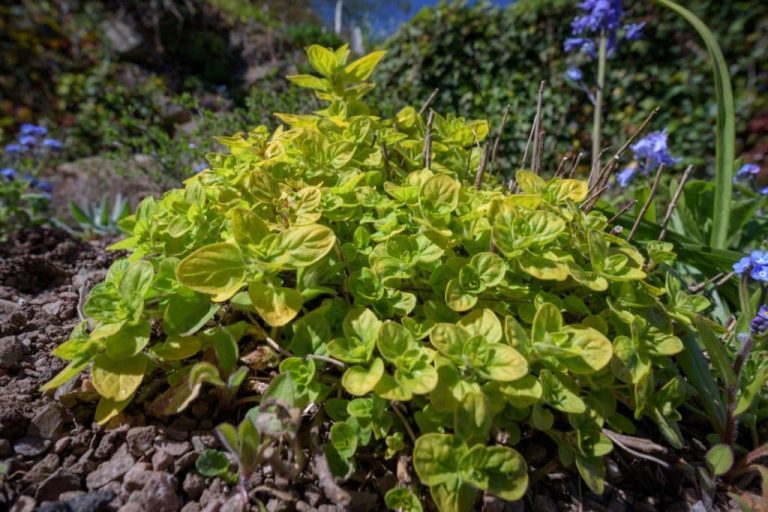 10 Different Types of Oregano Plants Their Uses and Benefits (Pictures)