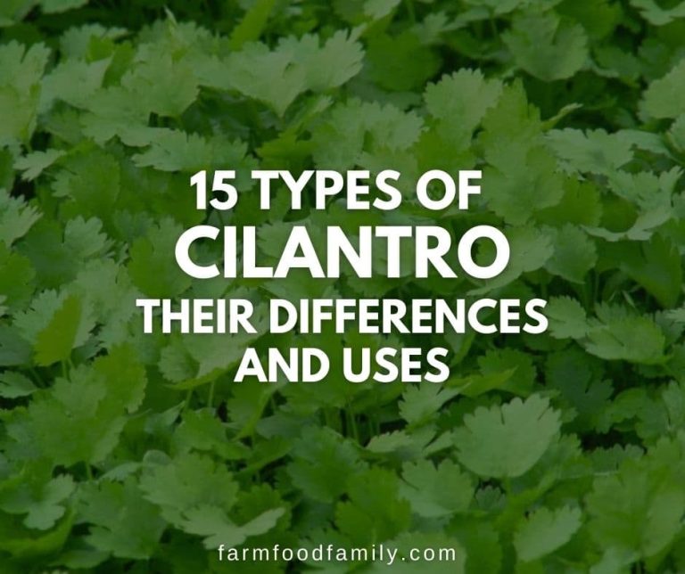 15 Different Types of Cilantro their Differences and Uses (With Pictures)