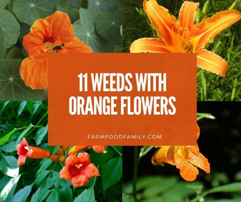 11 Weeds With Orange Flowers Identification and Control Tips (Photos)