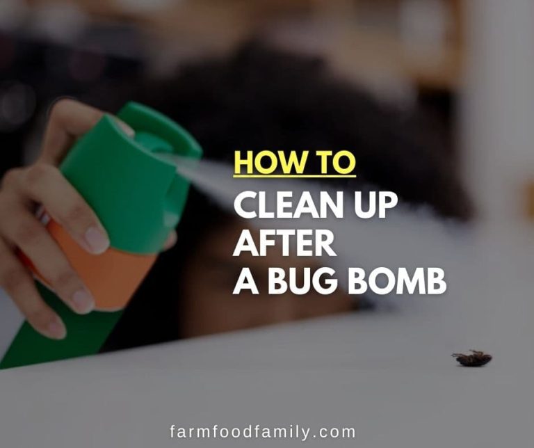 How to Clean Up After a Bug Bomb The Ultimate Guide