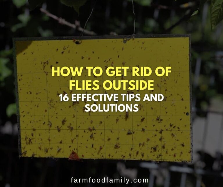 How to Get Rid of Flies Outside: 16 Effective Tips and Solutions
