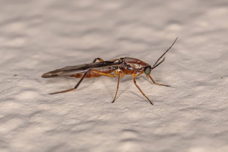 How to Get Rid of No See Ums 16 Effective Methods