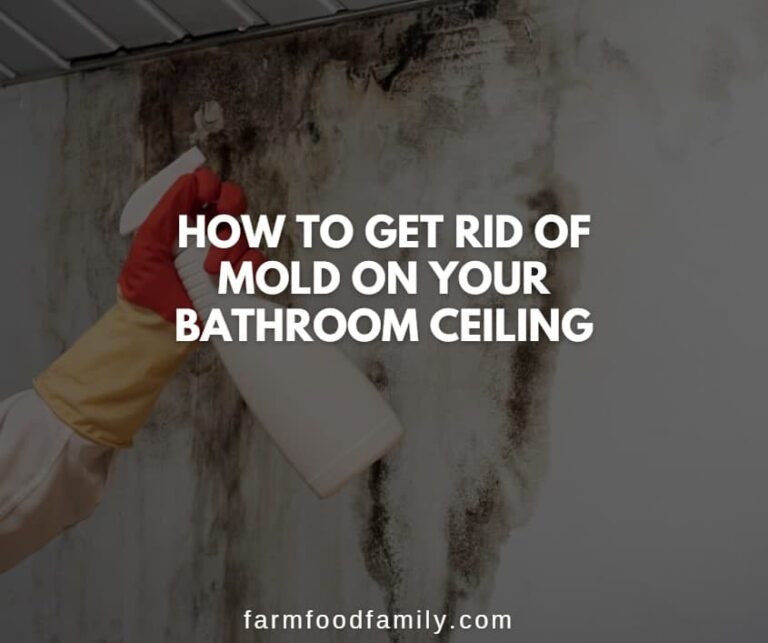 How to Get Rid of Mold on Your Bathroom Ceiling (5 Ways)