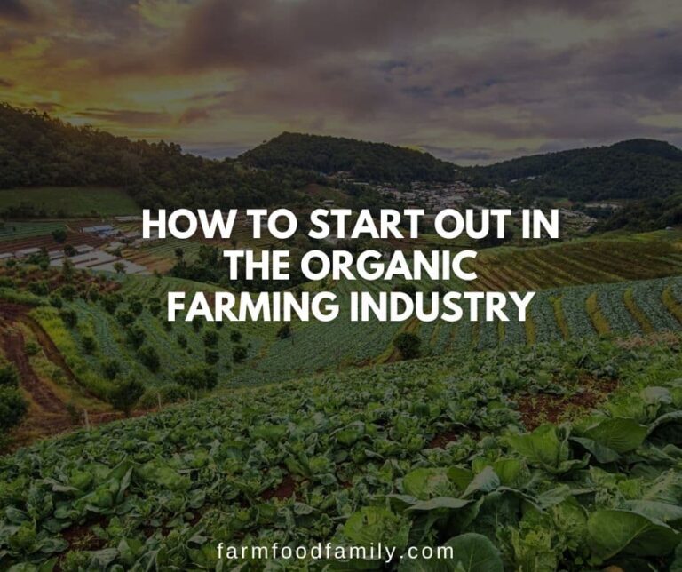 How To Start Out In The Organic Farming Industry