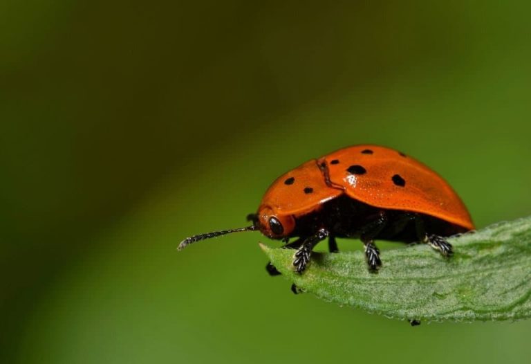 14 Bugs That Look Like Ladybugs (But Aren’t!) FarmFoodFamily