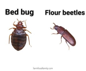 15 Bugs That Look Like Bed Bugs But Aren’t (With Pictures)