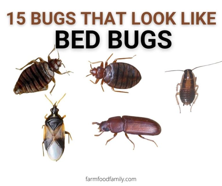 Bed Bugs FarmFoodFamily