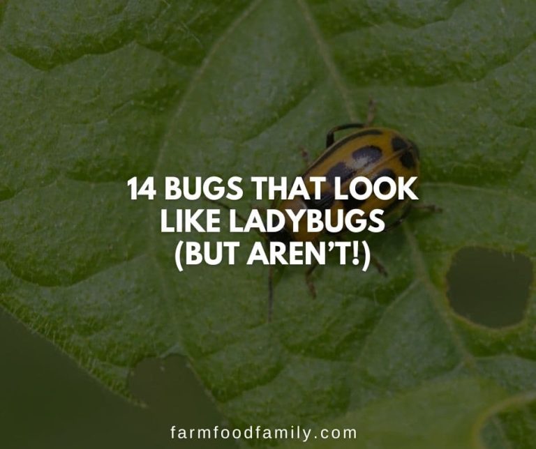 14 Bugs That Look Like Ladybugs (But Aren’t!) FarmFoodFamily