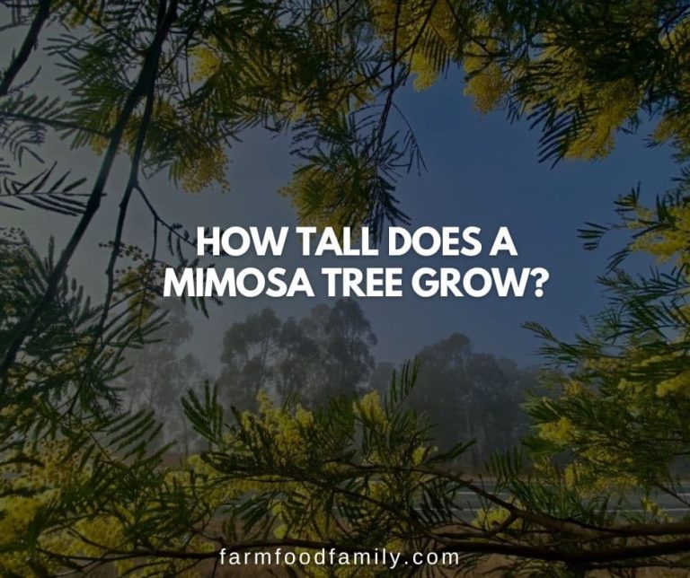 How Tall Does A Mimosa Tree Grow? The Tall Evergreen