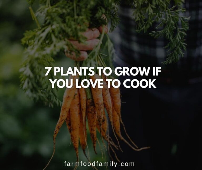 7 Plants To Grow If You Love To Cook