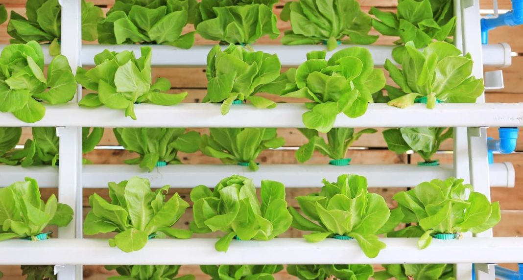 How To Build an Indoor Hydroponic Garden A Beginners Guide