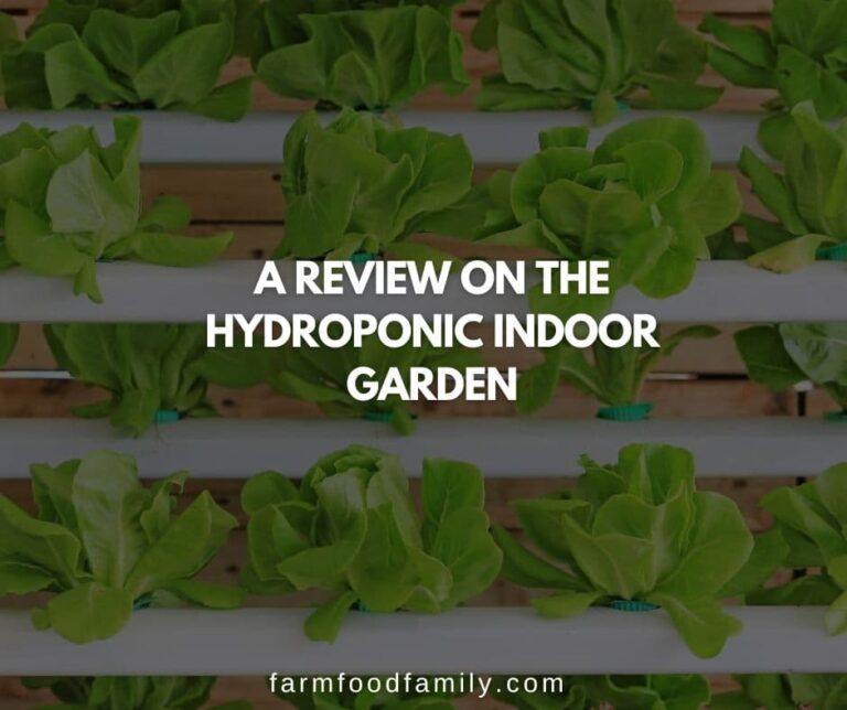 How To Build an Indoor Hydroponic Garden: A Beginners Guide