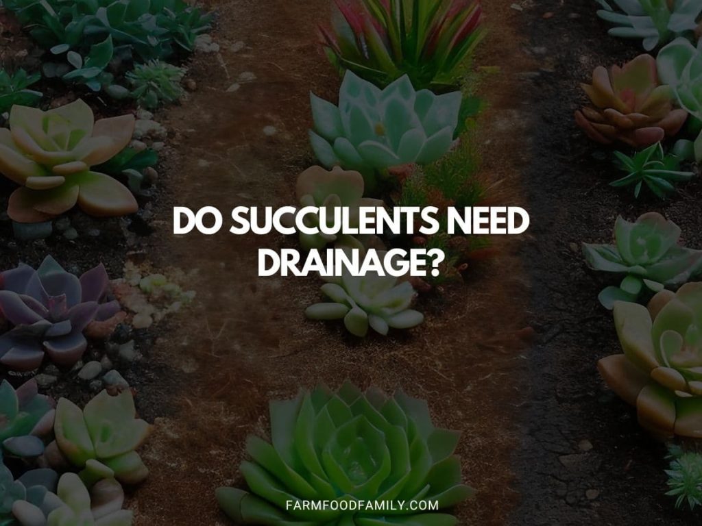 Do Succulents Need Drainage? FarmFoodFamily