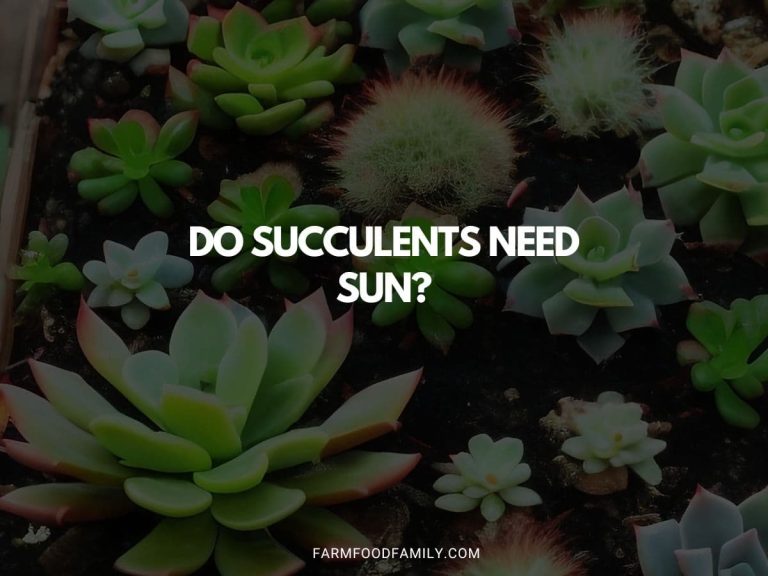 Do Succulents Need Sun? FarmFoodFamily