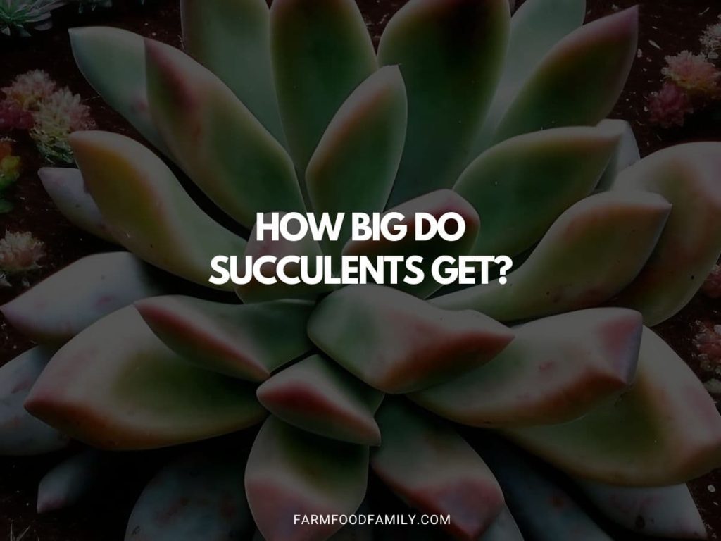 How Big Do Succulents Get? FarmFoodFamily