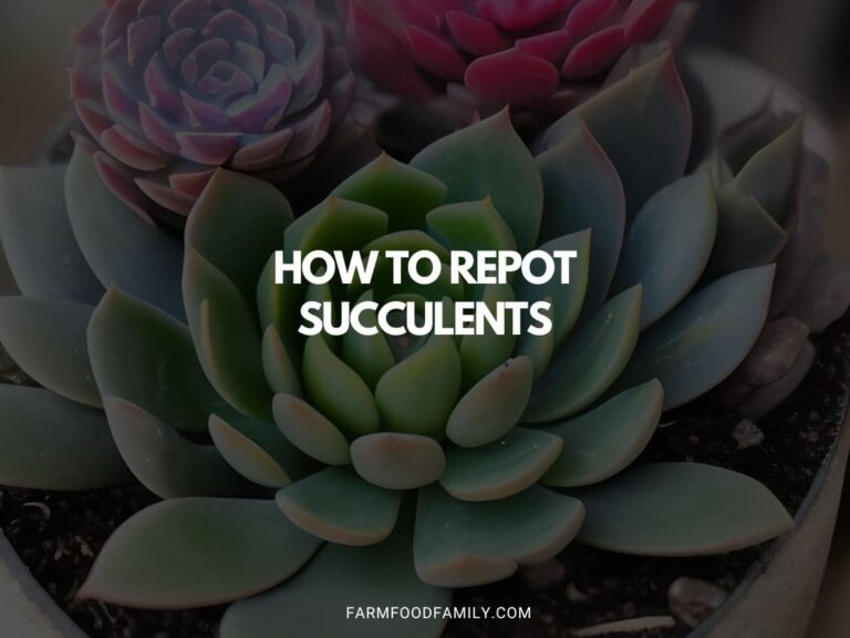 How to Repot Succulents: A Comprehensive Guide