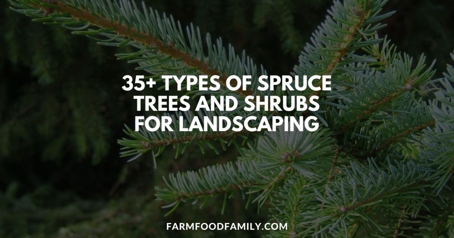35+ Types of Spruce Trees & Shrubs for Landscaping (Photos)