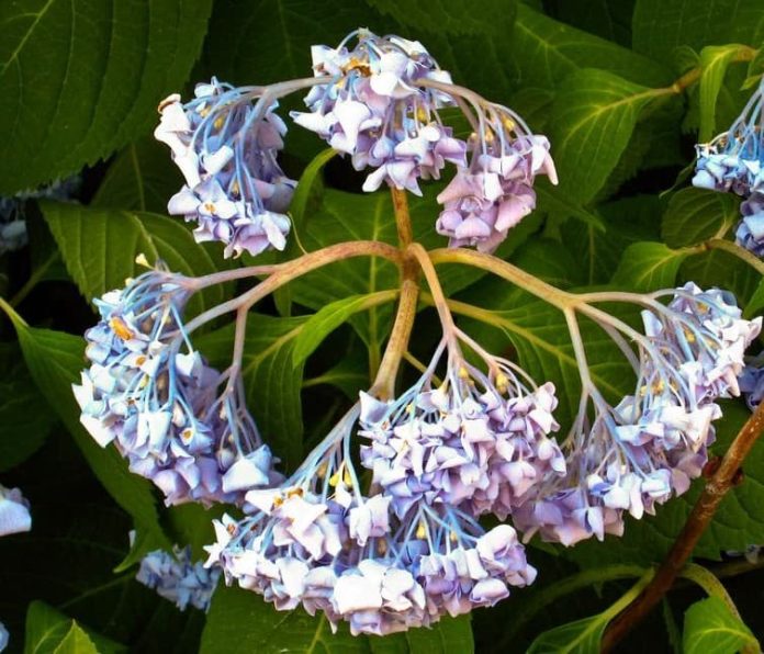 Why Is My Hydrangea Wilting? Tips to Revive Your Plant