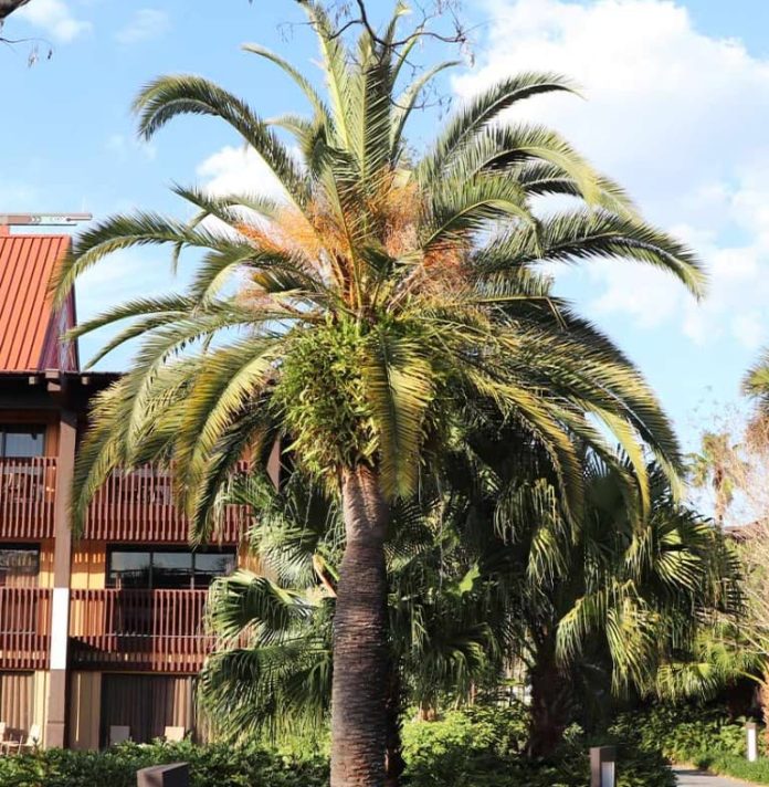 Canary Island Date Palm Care 101 All You Need to Know